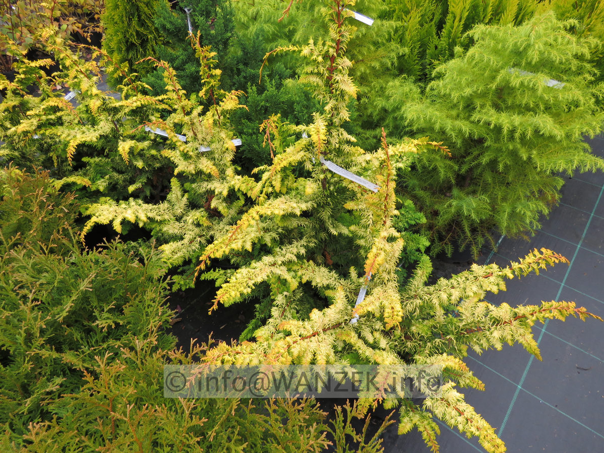 Chamaecyparis obtusa Rashahiba 02.JPG